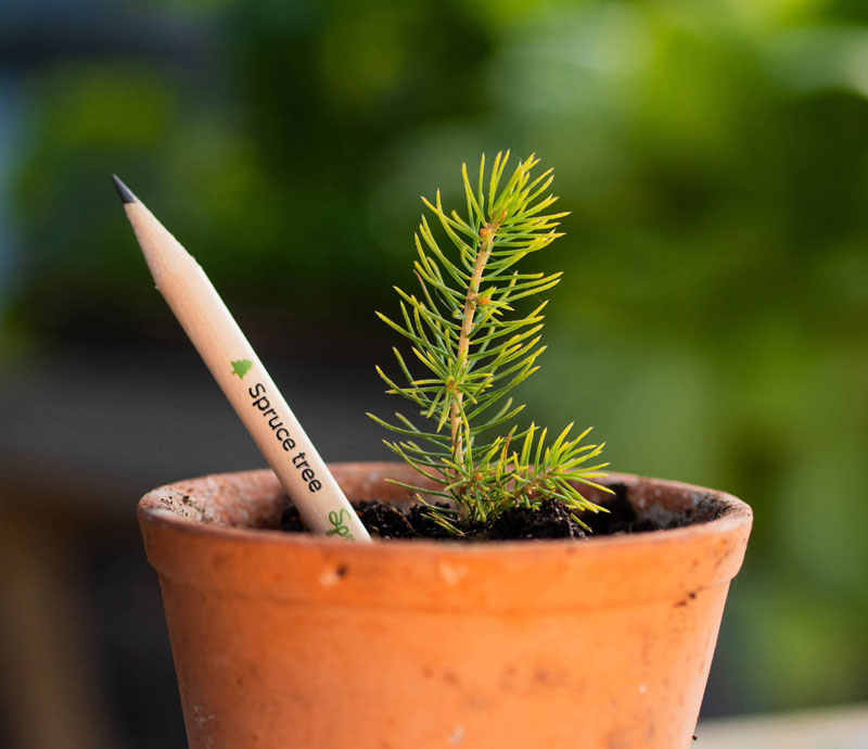 spruce tree pencil
