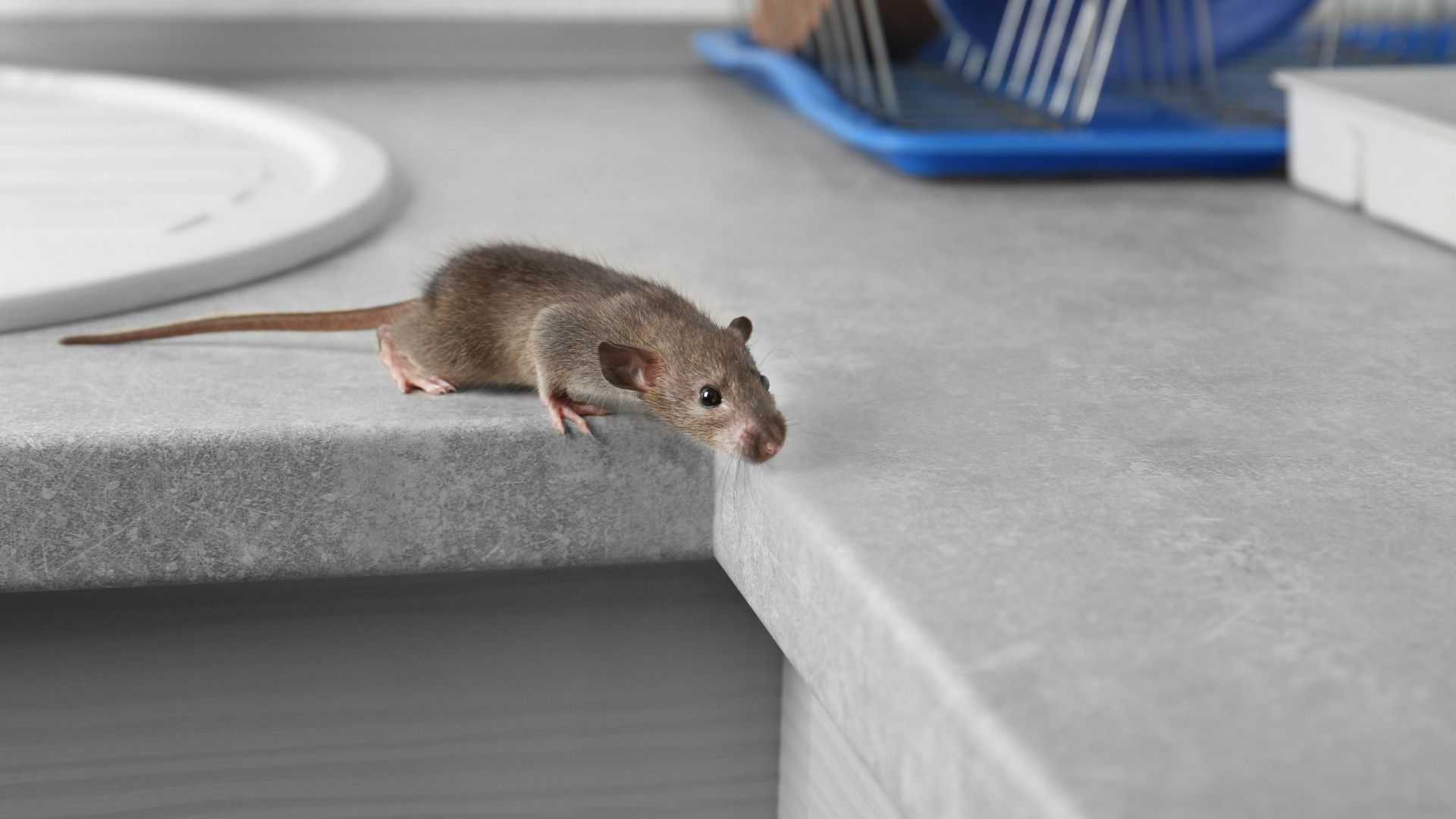 Rodent-borne diseases prevention